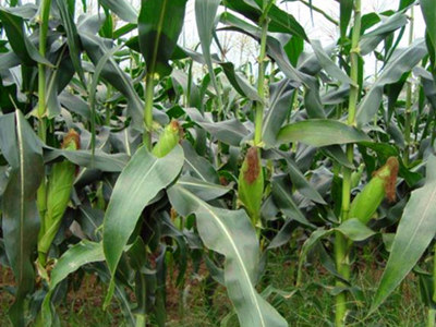 玉米增产增收